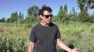 Guzmán from Boragó gives a tour of the organic farm outside Santiago