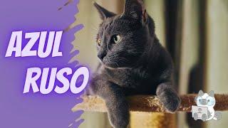 El Gato Azul Ruso, descubre todo sobre esta raza felina