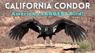 Grand Canyon: EPIC California Condor Encounter