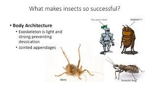 Introduction to Entomology