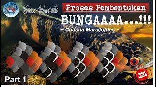 Proses Pembentukan BUNGA Channa Marulioides Part 1