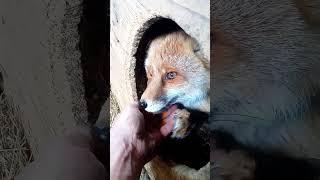 1852. How to teach a wild fox does not afraid a hands. #WildRedFox #animals #shorts