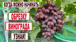  Даже не думай НАЧИНАТЬ ОБРЕЗАТЬ ВИНОГРАД пока не произойдет ЭТО! Когда ЛУЧШЕЕ ВРЕМЯ для обрезки?