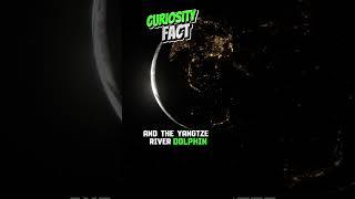 Curiosity Fact  #story #shorts #facts #curiosity #world