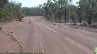 Kangaroo Crossing - Mungallala