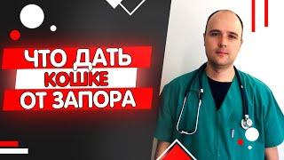 Что дать кошке коту котенку от запора в домашних условиях