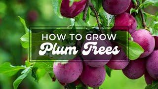 How to Grow Plum Tree  Growing Plum in pot or garden  tips to grow and care  Bonsaiplantsnursery.com