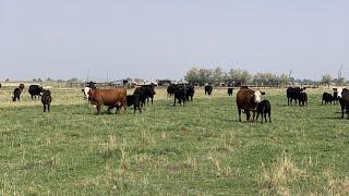 Old West crime of livestock rustling appears to be increasing in Utah