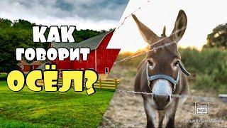 КАК ГОВОРИТ ОСЁЛ / ЗВУКИ ОСЛА   #осел #ослица #звуки_осла #домашние_животные