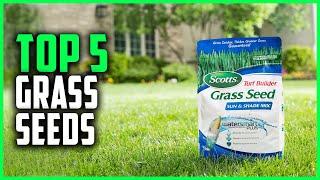 Best Grass Seeds 2024 | Top 5 Grass Seeds Review