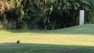 WATCH: Massive black mamba has stand-off with mongoose at Mbombela Golf Club