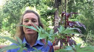 Three Types of Edible Hibiscus