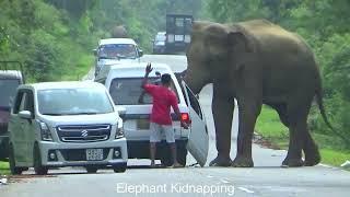 shocking elephant attack encounter on forest Road