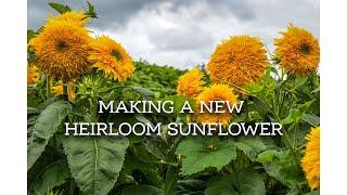 How We're Making a New Heirloom Sunflower