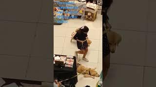 Foreigners love the Philippines malls! Pls subscribe #furparents #dog #pets #philippines