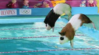 Guinea Pig Olympics - Funny Cat And American Guinea Pigs swimming ever