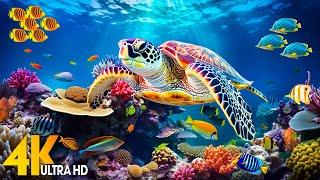 Under Red Sea 4K Rare & Colorful Sea Life Video  Peaceful Relaxation Music | 4K Video Ultra HD