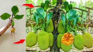 How i Grafting jackfruit tree produces the most fruit