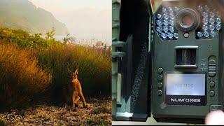 Camera Trapping a Rare Caracal (African Lynx) | Tintswalo Virtual Safari Special