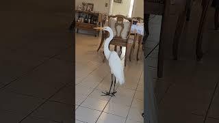 Calypso the great white Egret comes to visit and get some tasty meat snacks #bird