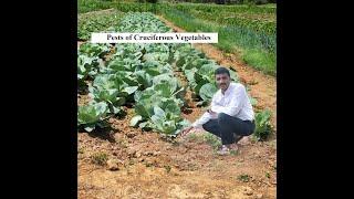 Lecture Hort Pests 5 Pests of Cruciferous vegetables