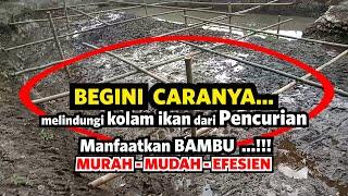 Tips melindungi kolam ikan dari pencurian paling mudah , murah, efesien