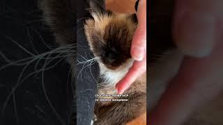 Можно ли отдать взрослую кошку другим хозяевам? 