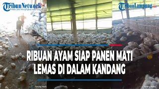 Viral Ribuan Ayam Siap Panen Tiba tiba Mati Buat Nyesek Pemilik Kandang #tribunlampung