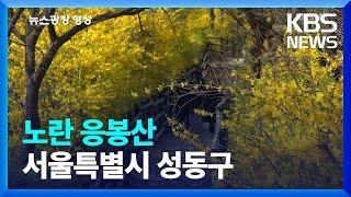 [뉴스광장 영상] 노란 응봉산 / KBS  2023.04.04.