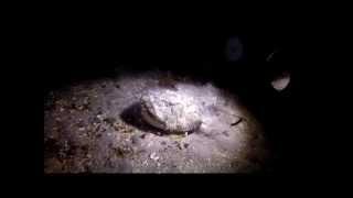 Angler fish eating smaller fish in Norwegian fjord