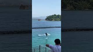 Dolphin Show at Ocean Adventure