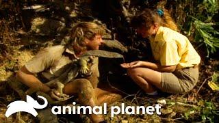 Steve Handles Leaping Lizards! | The Crocodile Hunter | Animal Planet