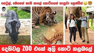 Bengal Tiger Cubs | පෙට්‍රල්, බෙහෙත් නැති කාලේ කොටියෙක් හැපුවා ප්‍රෙන්ඩ්ස් | DehiwalaZoo