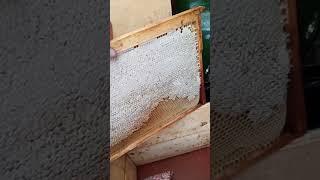full sealed frame with honey | полная запечатанная рамка с медом #shorts