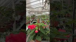 Клубневые бегонии в бутонах #begonia  #бегонии