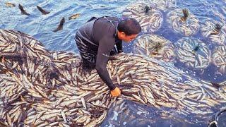 Spectacular！Amazing 4000 Sweetfish Catch, Sweetfish Farm in Taiwan/ 生猛的畫面！4000隻香魚捕撈, 台灣香魚養殖, 烤香魚