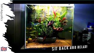 10 gallon IKEBANA Nano AQUARIUM | Relaxing Fish Tank