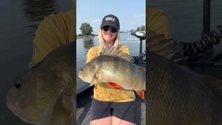 Nice perch ‍ #barschangeln #barsch #fishing #fishinglife #fishingvideos #ladyangler #bootfahren