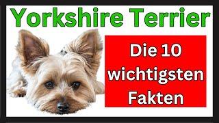 Yorkshire Terrier  Die 10 wichtigsten Fakten dieser Hunderasse