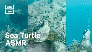 Adorable Seat Turtle Blows Bubbles Underwater 