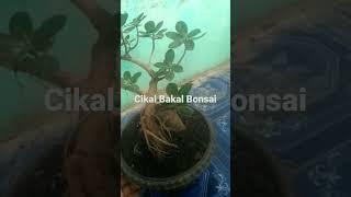 Belajar Bonsai,pemula mohon sarannya bos