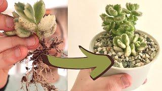 COME RINVASARE LE PIANTE GRASSE | guida completa per cactus e succulente, periodo e annaffiature