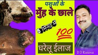 bakri ke muh pakne ka ilaj    बकरी के मुंह में छाले  100% घरेलू ईलाज  goat /sheep/cow/buff muh chale