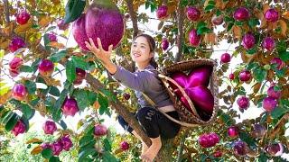 Harvesting Mutant Star Apple Tree - Make Pig Internal Organs Goes to the market sell - Lý Thị Hoa