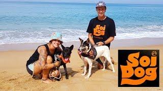 Volunteering at SOI DOG FOUNDATION