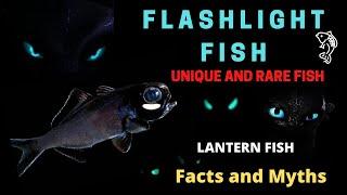 Flashlight Fish | Flashlight Fish facts | Lantern Fish | #flashlightfish #lanternfish