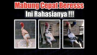 Cara Mempercepat Proses Ganti Bulu Pada Ayam