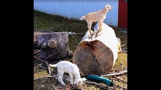 Little Goats Just Having Fun Outside 