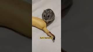 Juni and banana  #juni #happy #pets #cute #animals #funny #walk #food #love