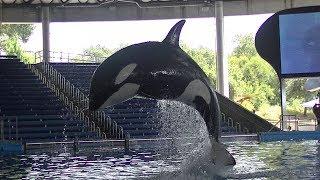 Orca Training Session - Aug. 20, 2019 - SeaWorld San Antonio